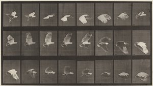 Plaat nummer 758. Vliegende kaketoe,1887 (foto) door Eadweard Muybridge