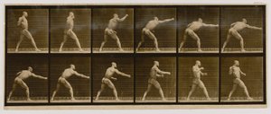 Pugilist die een slag uitdeelt, uit het boek Animal Locomotion door Eadweard Muybridge