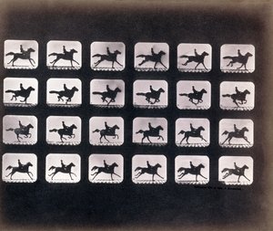 Rennen (Galopperen) door Eadweard J. Muybridge