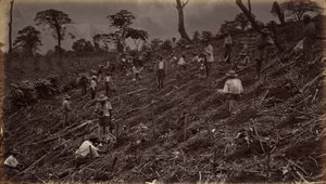 Het opzetten van een koffieplantage in Antigua de Guatemala,1875, gepubliceerd 1877 (foto) door Eadweard Muybridge