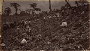 Aanleggen van een Koffieplantage in Antigua de Guatemala