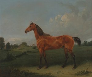 Een Bruin Paard in een Weide
