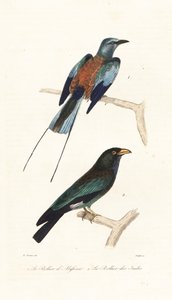 Abyssinische scharrelaar en dolksteekvogel