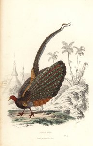 Grote argus, Argusianus argus, kwetsbaar