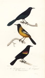 Grote Antilliaanse troepiaal, Audubon