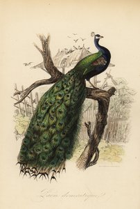 Indiase pauw, Pavo cristatus