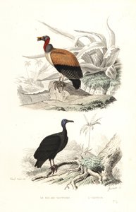 Koningsgier en kalkoengier