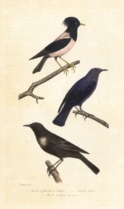 Beflijster, blauwe rotslijster en roze spreeuw