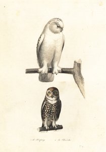 Sneeuwuil en Euraziatische dwerguil