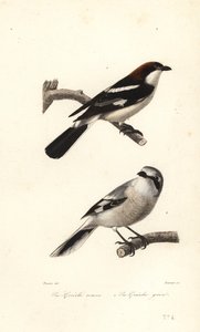 Roodkopklauwier en grote klauwier