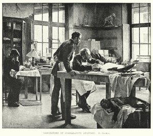 Laboratorium voor vergelijkende anatomie (gravure) door Edouard Gelhay