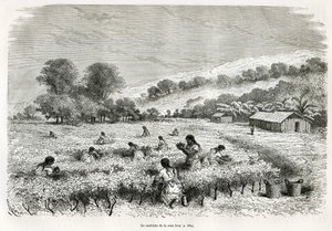 Coca bladeren plukken in de Ituata-vallei, illustratie van de reis in de Titicaca-regio en de valleien van Oost-Laag-Peru, in 1873 door Paul Marcoy. Gravure in Le tour du monde