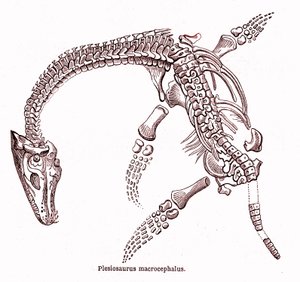 Plesiosaurus macrocephalus door Edouard Riou