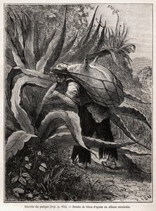 De verzameling van pulque, een traditionele Azteekse drank, resulterend uit de fermentatie van de seve de l