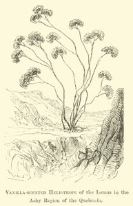 Vanille-geurende heliotroop van de Lomas in de asachtige regio van de Quebrada door Edouard Riou