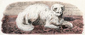 Angora kat - 