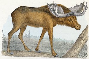 Eland - 