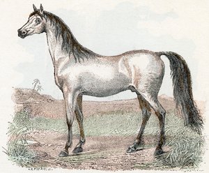 Paard - 