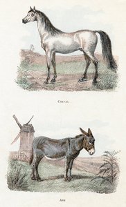 Paard en ezel - 