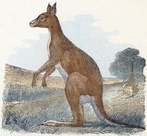 Kangoeroe - 