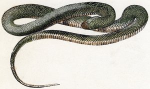 Naja (slang) - "Alphabet illustreert dieren" 19e eeuw (gravure) door Edouard Travies