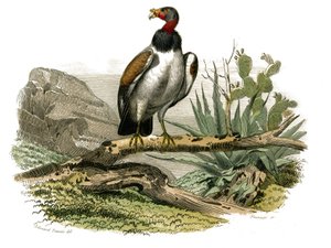 Natuurhistorisch bord: Zoologisch bord met nachtroofvogels. De kleine gier. Plaat uit de negen delen over vogels in 