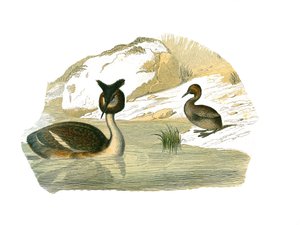 Natuurhistorisch bord: Zoologisch bord met brachyptere palmbomen