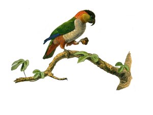Natuurhistorisch bord: Zoologisch bord met klimmers. De maipouri. Plaat getekend uit de negen delen over vogels in 