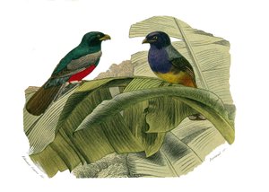 Zoologische plaat met klimmers. De roodbuik en de geelbuik. Illustratie uit 