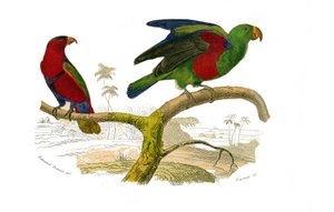 Natuurlijke Historie Plaat: Zoologische plaat met klimmers. De driekleurige lori en de groene papegaai. Plaat uit de negen delen over vogels in 