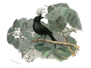 Natuurhistorische plaat: Zoologische plaat die tandbekken zangvogels voorstelt (met inkeping). De drongo. Plaat getekend uit de negen delen over vogels in 