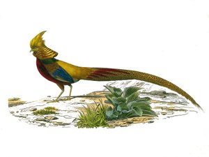 Natuurlijke Historie Plaat: Zoologische plaat met gallinaceeën: de Chinese gouden fazant. Plaat uit de negen delen over vogels in 