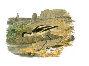 Natuurhistorische plaat: Zoölogische plaat die steltlopers met lange snavels toont