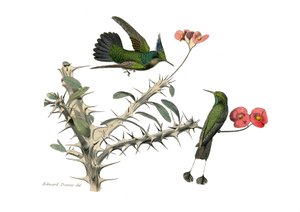 Zoologische plaat met conirostrous zangvogels (kegelvormige snavel). De hopoly vlieg vogel en de sneeuwschoen vlieg vogel. Illustratie uit 