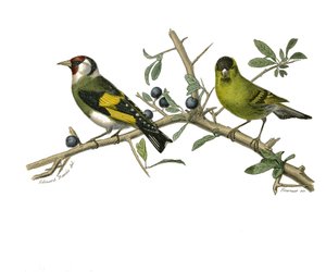 Natuurhistorisch bord: Zoologisch bord met conirostrous zangvogels door Edouard Travies