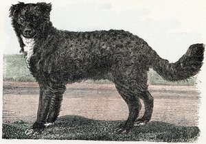 Newfoundland, Newfoundland - "Alphabet illustreert dieren" 19e eeuw (gravure)