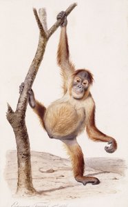 Orang-oetan, 1836