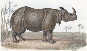 Neushoorn - 