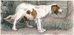 Spaniël (hond) - 