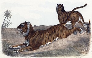 Tijgers - "Alphabet illustreert dieren" 19e eeuw (gravure) door Edouard Travies