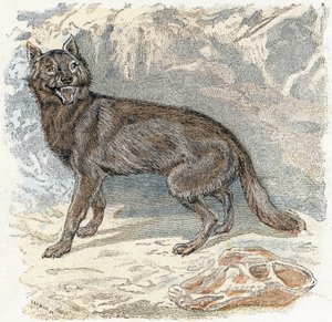 Wolf - 