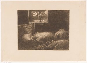 Varkens in een stal