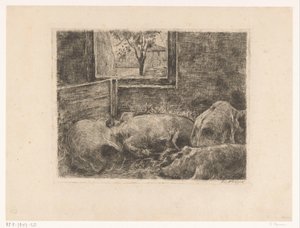 Varkens in een stal