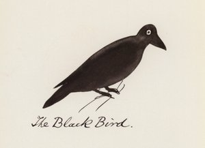 Edward Lear, Het Vogelboek: De zwarte vogel