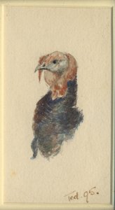 Studie van een kalkoen, 1895