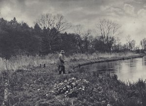 De eerste Kingcups van de lente