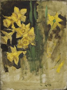 Narcissen