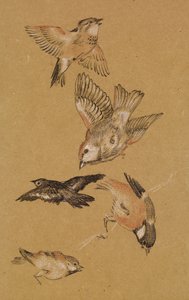 Liefde leidt de Pelgrim - Studie van Vogels: Vinken door Edward Burne Jones