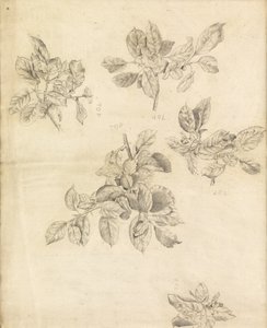 Studie van appels, mogelijk voor de achtergrond van "Arthur in Avalon", nummer 2 door Edward Burne Jones