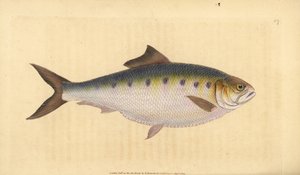 Elft, Alosa alosa (Elft, Clupea alosa). Handgekleurde koperplaat getekend en gegraveerd door Edward Donovan uit zijn Natural History of British Fishes, Donovan en F.C. en J. Rivington, Londen